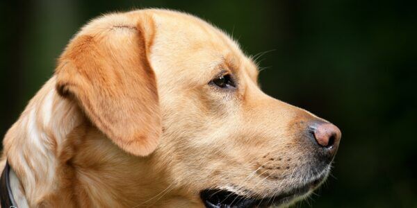 dog, labrador, pet-1194083.jpg