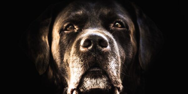 Svart hund med intensiv blick.